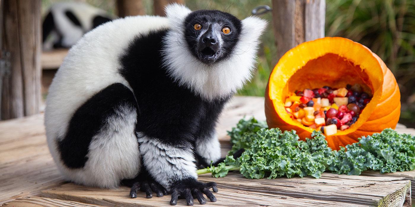 A small black-and-white ruffed lemur with thick fur, a mane around its face and long fingers sits on a wooden deck next to a fruit-filled pumpkin and a piece of kale