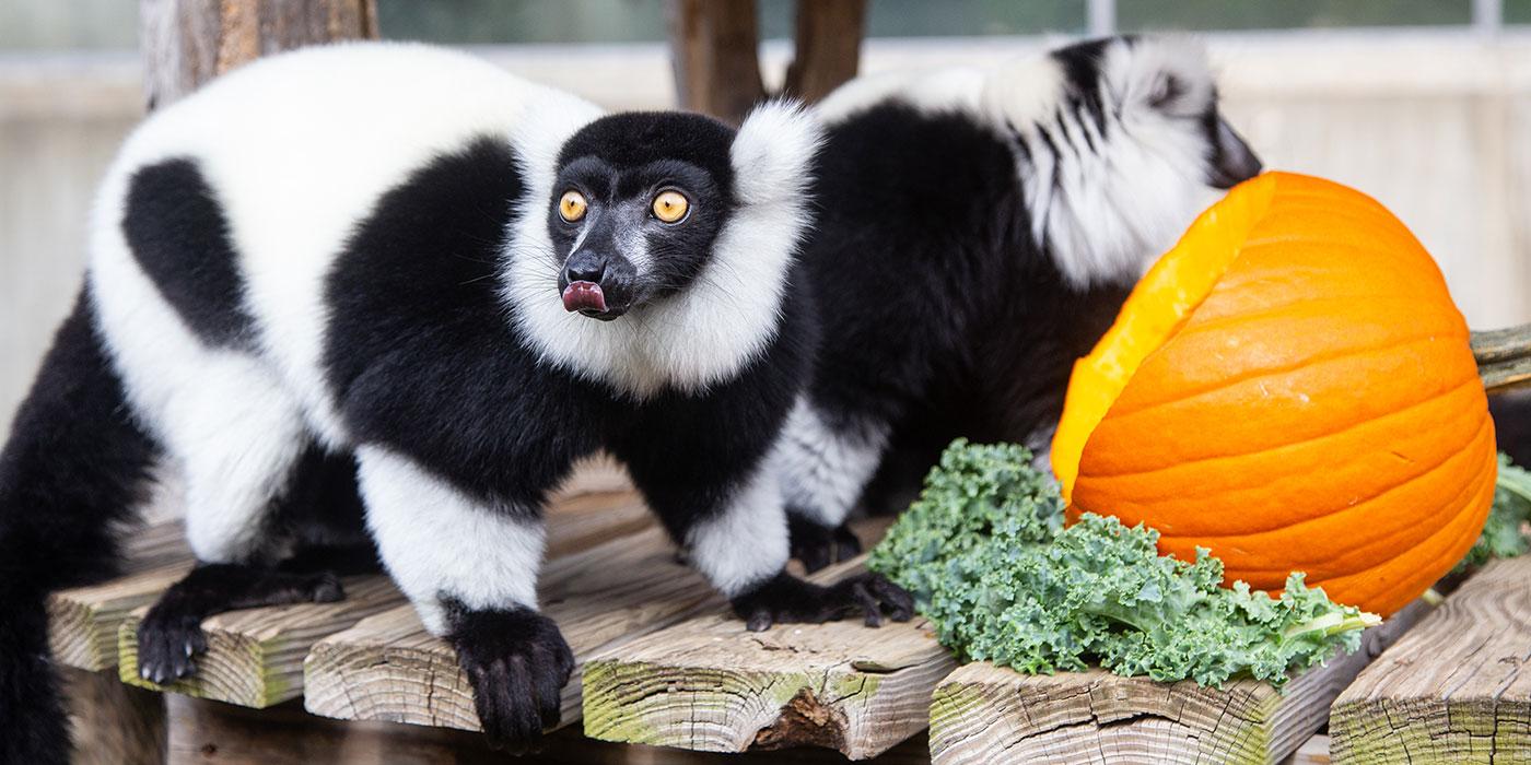 Two small black-and-white ruffed lemurs with thick fur, a mane around its face and long fingers stand on all fours on a wooden deck next to a pumpkin and a piece of kale
