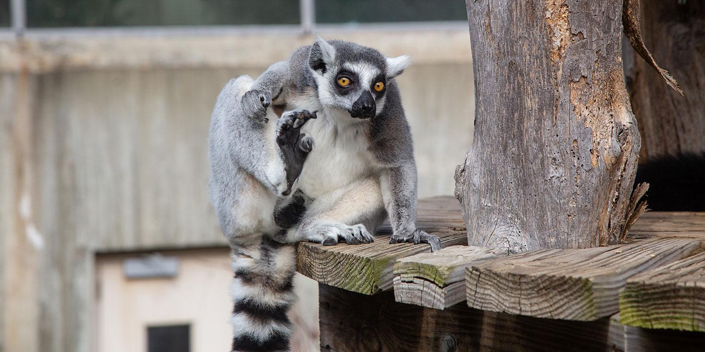 A ring-tailed lemur with thick fur, large paws, yellow eyes and a puffy, ringed tail sits perched on the edge of a small wooden deck
