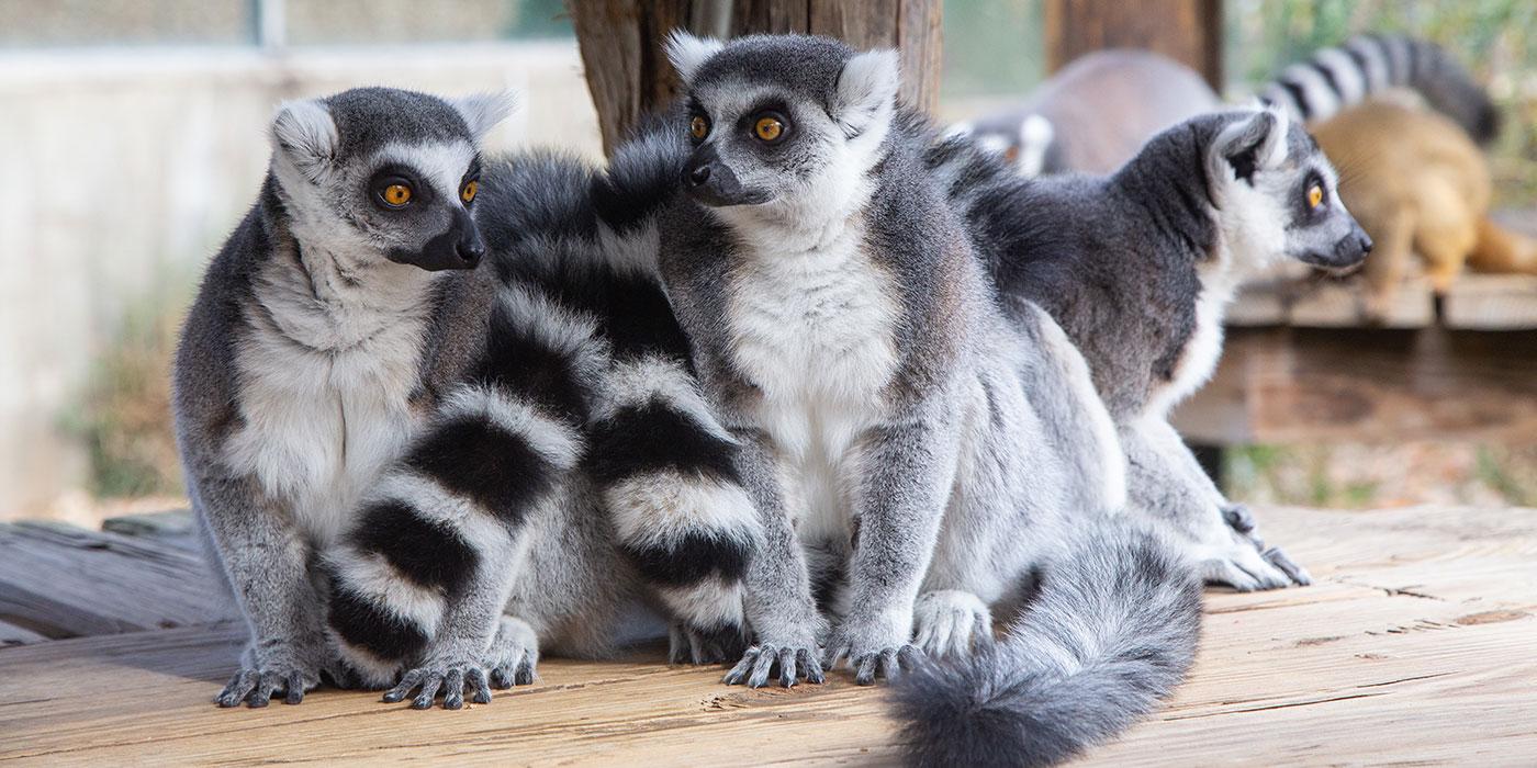 Three ring-tailed lemurs with thick fur, yellow eyes, and ringed tails sit close together on a small wooden deck