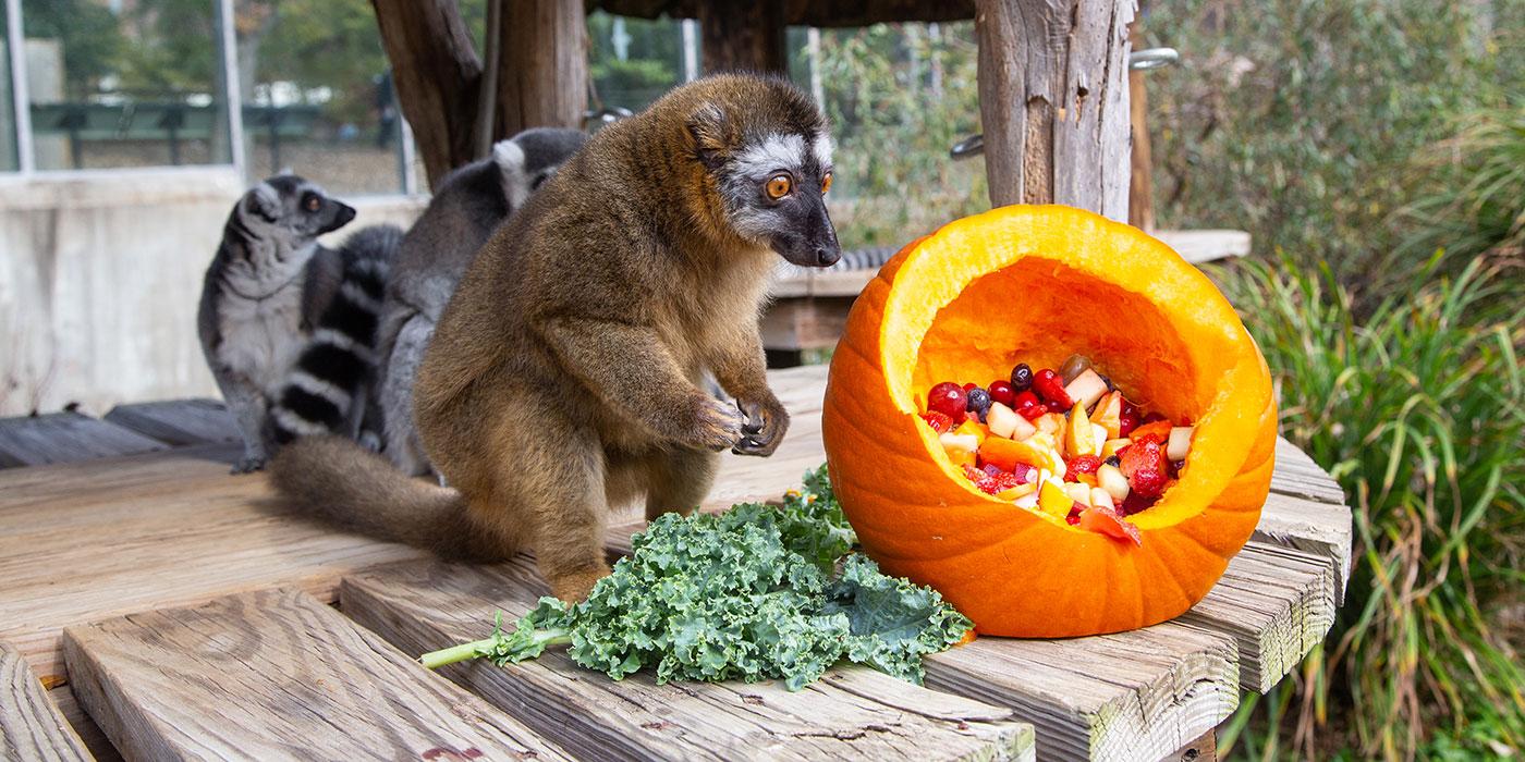 A small, rust-colored lemur with thick fur crouches on hind legs next to a pumpkin filled with fruit and a piece of kale
