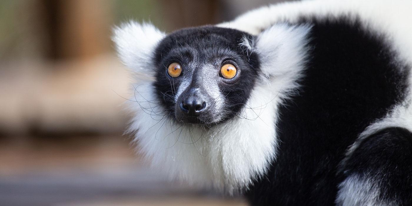 A small black-and-white ruffed lemur with thick fur, a white mane around its face and yellow eyes