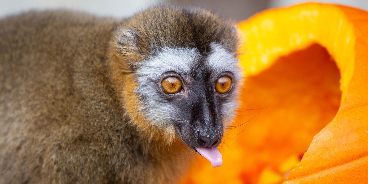 A small, rust-colored lemur with thick fur crouches next to a pumpkin and sticks its tongue out