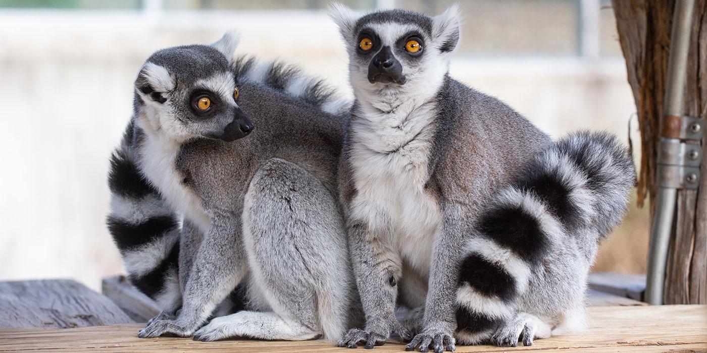 Meet Bentley and Beemer, Our Collared Lemur Brothers | Smithsonian's ...