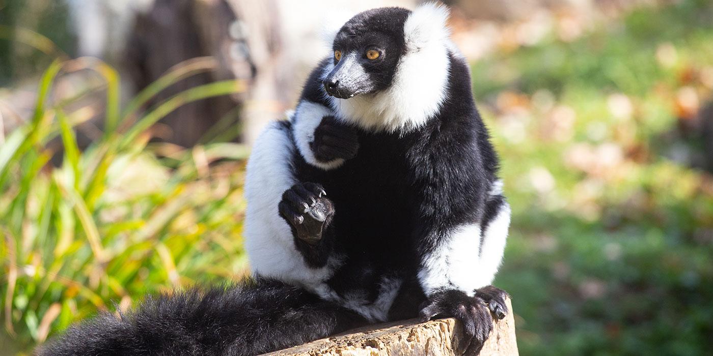 A small black-and-white ruffed lemur with thick fur, a mane around its face, long fingers and a long tail sits perched on a log