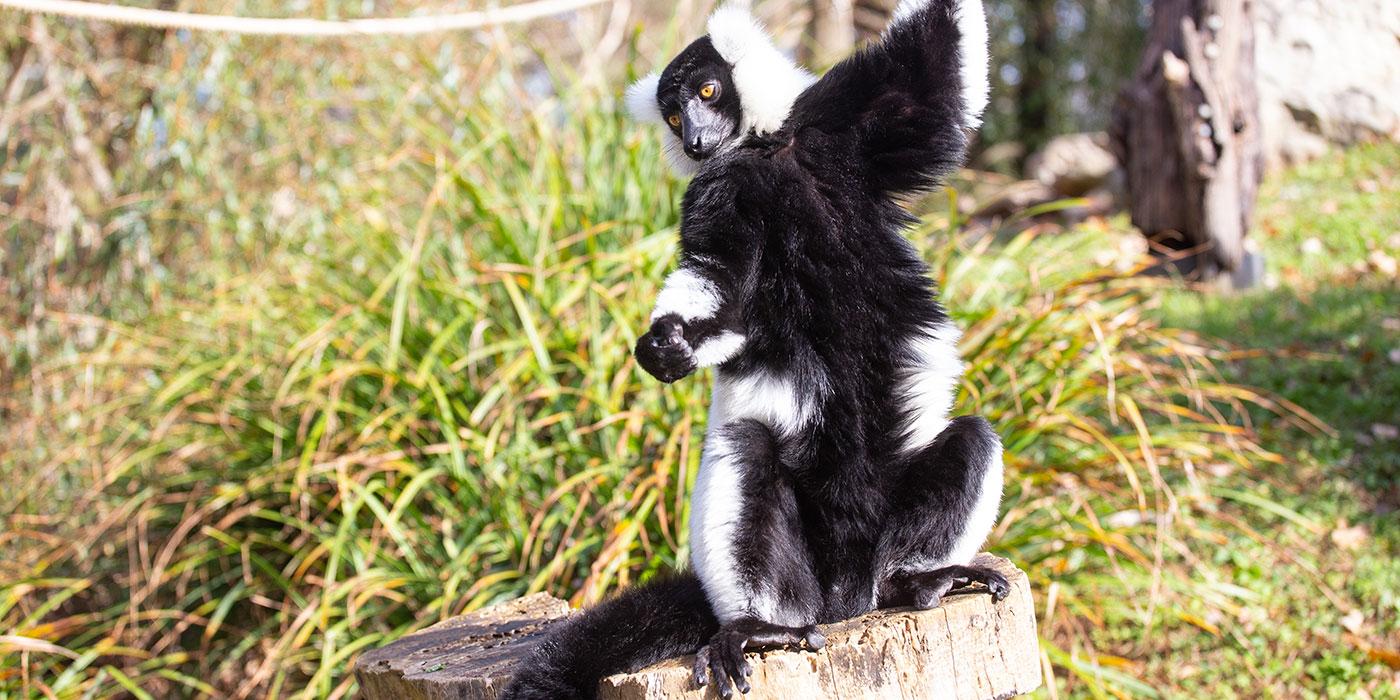 A small black-and-white ruffed lemur with thick fur, a mane around its face, long fingers and a long tail stands on its hind legs on top of a tree stump with long grass in the background