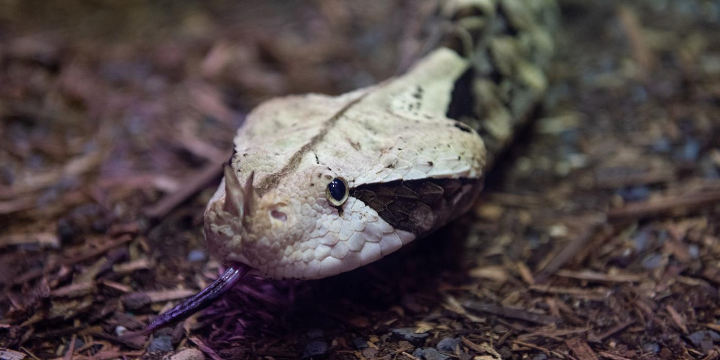 A snake, called a Gaboon viper, with a large body covered in white and black scales, a short forked tongue, and two small horns extending from the tip of its snout.