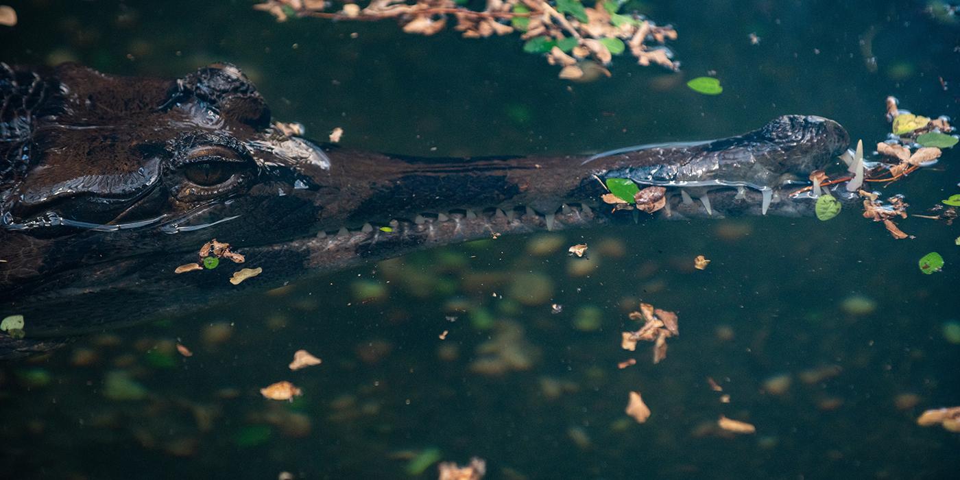 A tomistoma, a crocodile-like reptile with a long, slender snout, surfaces in the water. Its teeth can be seen on its top and bottom jaw along its snout, with the longest protruding from the tip of the snout