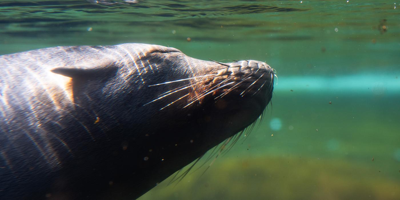 A California sea lion with slick fur, small ears and a snout covered in whiskers swims underwater near the surface. The sea lion's eyes are closed and sunlight shines on its fur