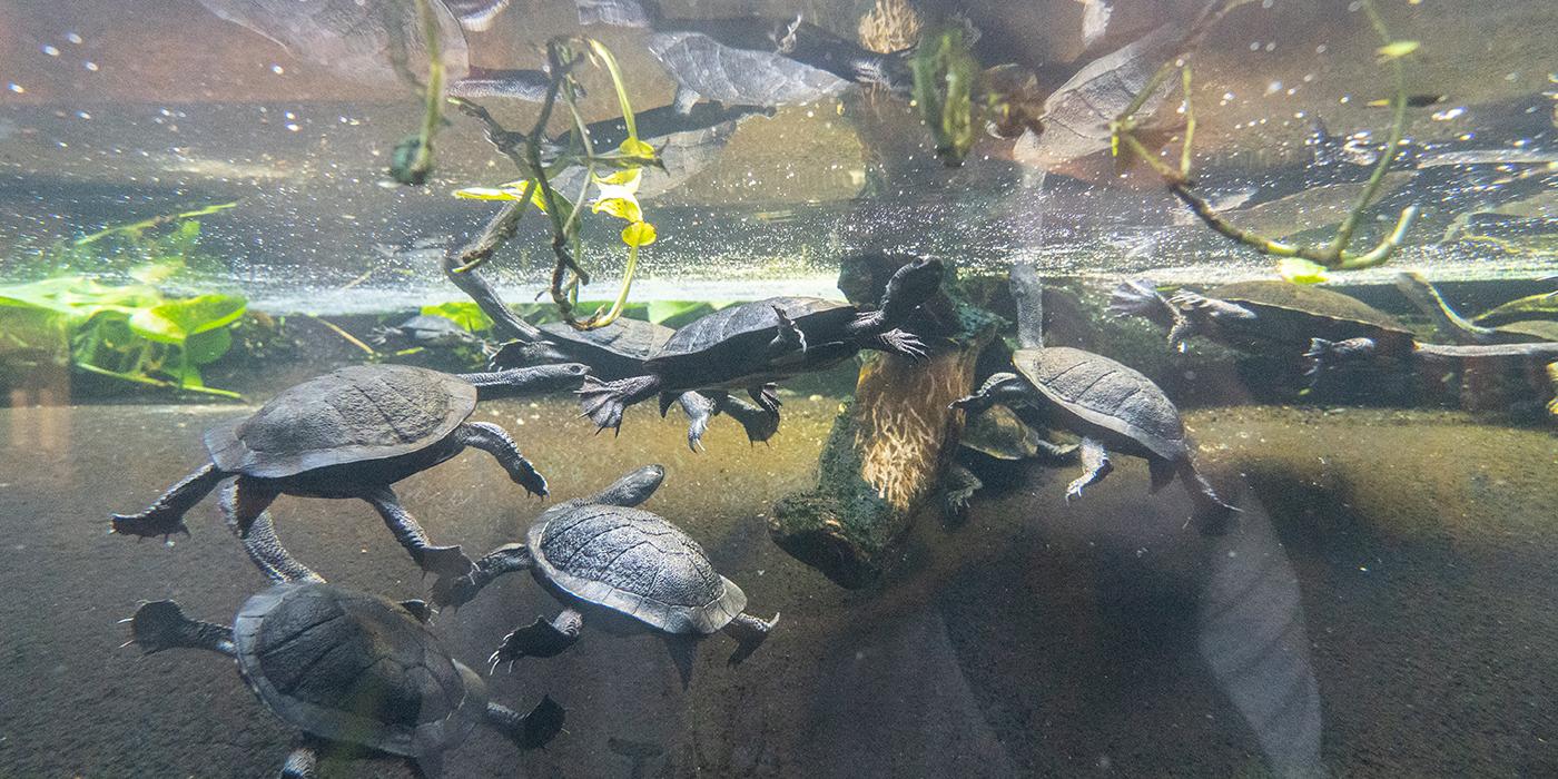 A group of Australian snake-necked turtles with webbed feet, long, slender necks and round, flattened shells swim underwater near the surface where green plants float