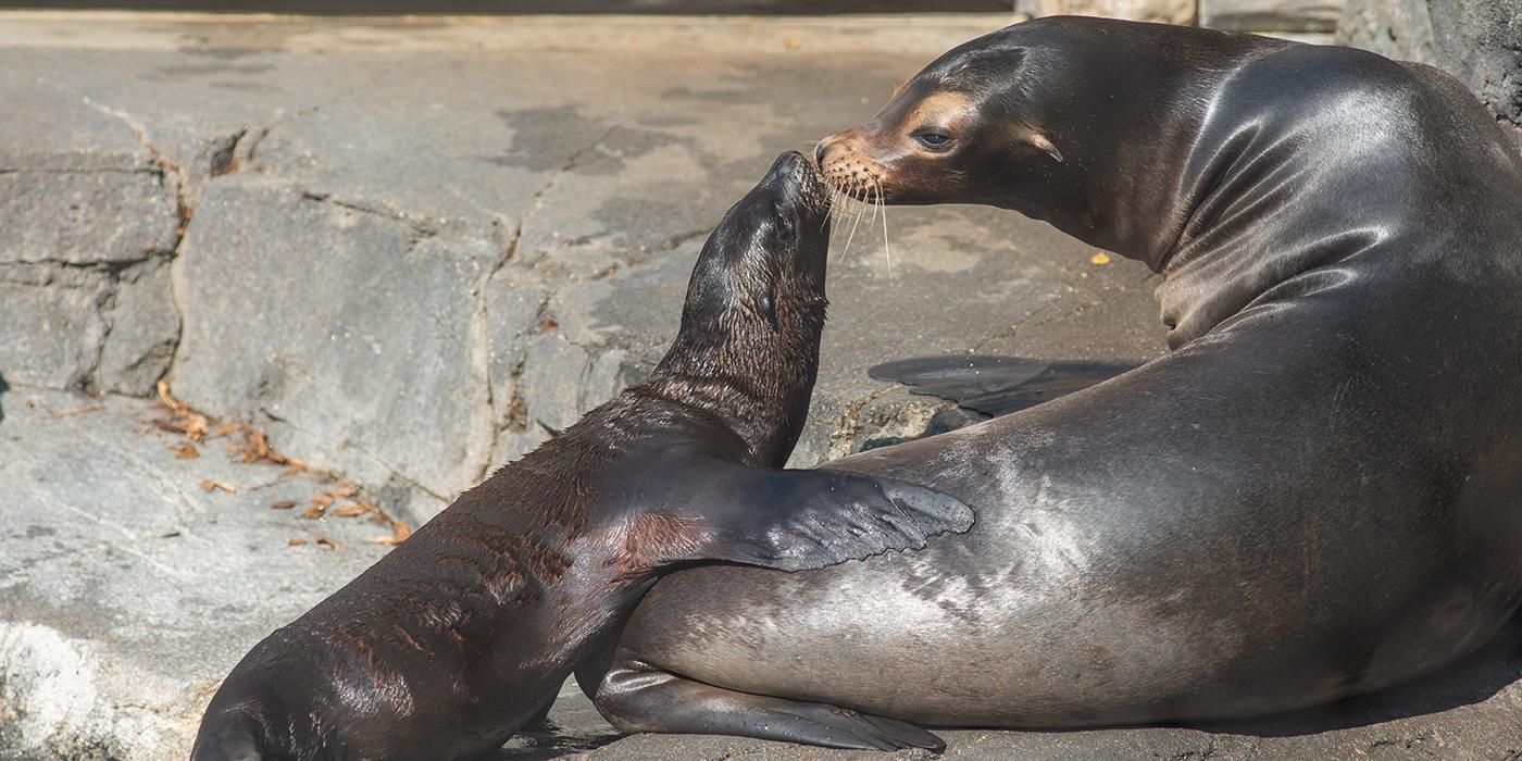 A California sea lion and her pup rest on a large rock and touch their noses together