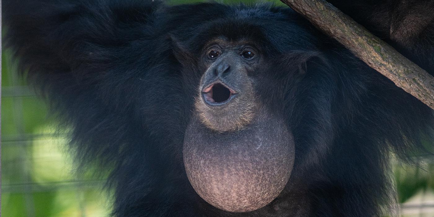 Siamang  Smithsonian's National Zoo and Conservation Biology Institute