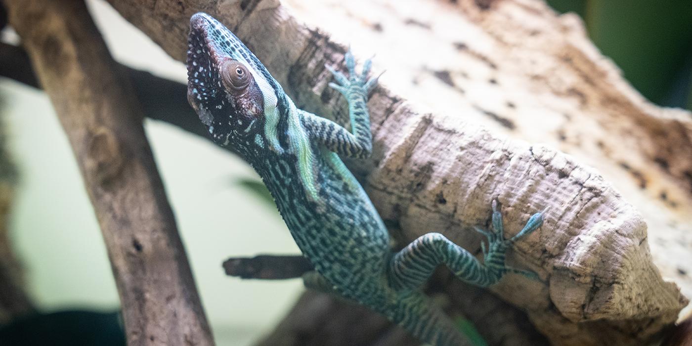A small lizard called a Smallwood's anole crawls along the side of a piece of wood. It has blue-green mottled, scaly skin, small eyes and long digits with claws