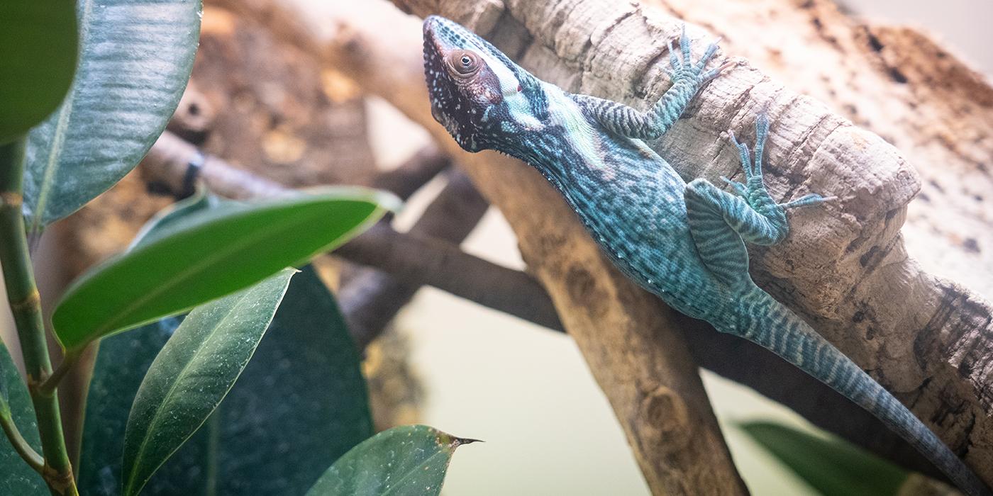 A small lizard called a Smallwood's anole crawls along the side of a piece of wood. It has blue-green mottled, scaly skin, small eyes and long digits with claws.