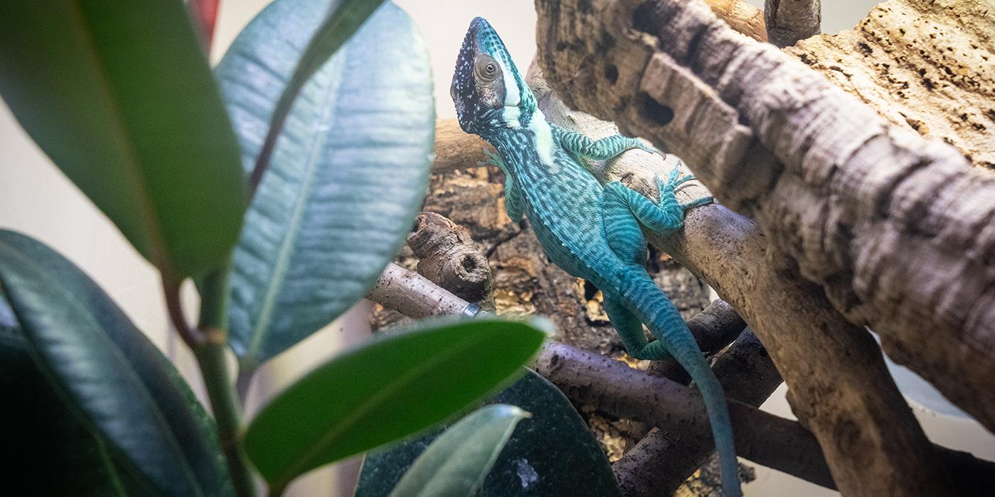 A small lizard called a Smallwood's anole crawls along the side of a piece of wood. It has blue-green mottled, scaly skin, small eyes and long digits with claws