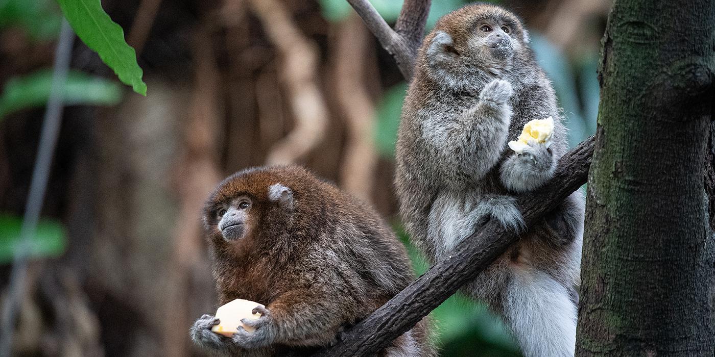 Two white-eared titi monkeys (small monkeys with thick fur, small ears and long tails) perch on a branch eating fruit held in their hands