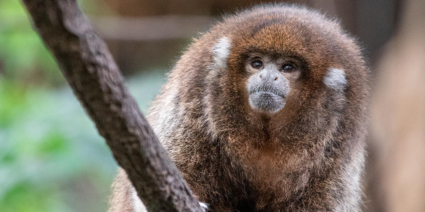 A small monkey, called a white-eared titi monkey, with thick, copper-colored fur and small, white ears perched on a branch