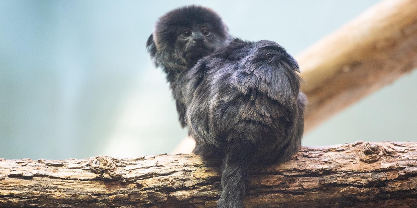 A small monkey, called a Goeldi's monkey, perched on a tree branch. It has long, thick black fur, a mane around its head and a long tail.