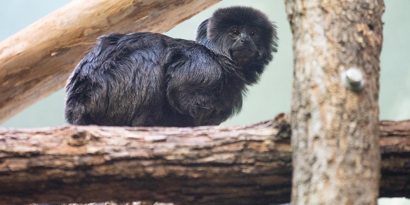 Animal Professionals Hand-Raising Tiny Goeldi's Monkey - The Houston Zoo,  monkey 