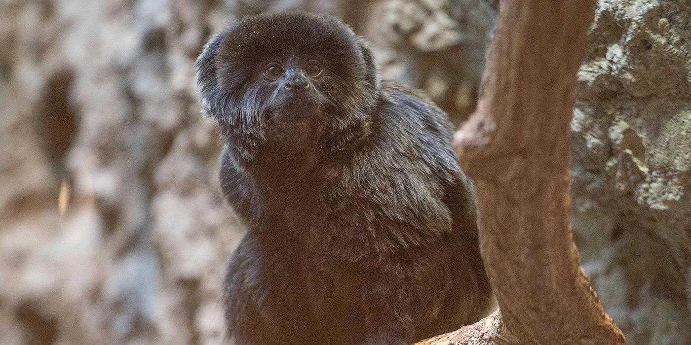 A small monkey, called a Goeldi's monkey, perched on a tree branch. It has long, thick black fur, a mane around its head and a long tail.