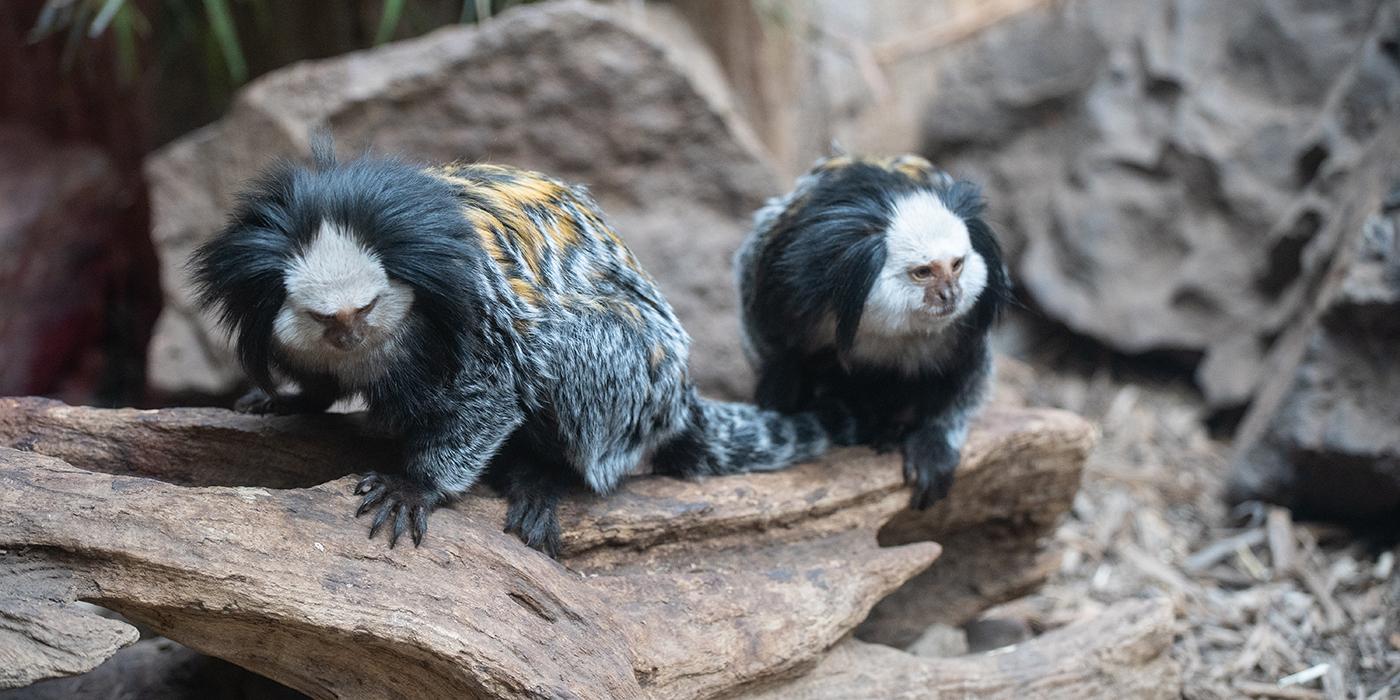 Two small monkeys, called Geoffroy's marmosets, perched on a log. They have long fur black, orange and white fur and long tufts of fur on either side of their faces.