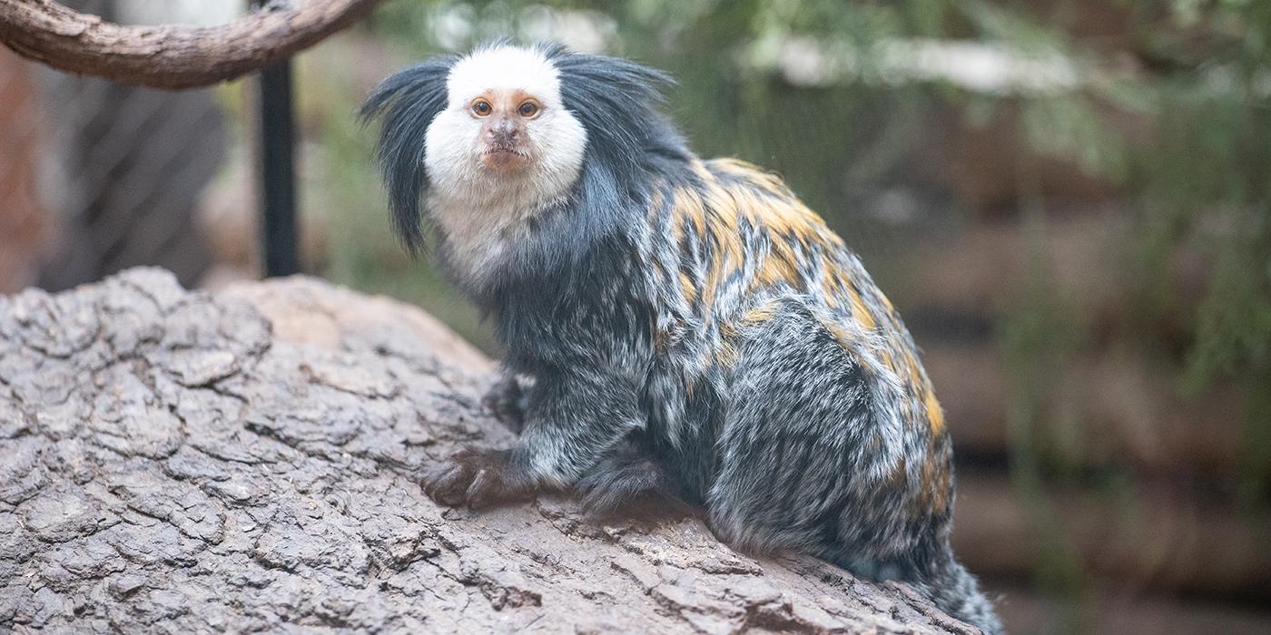 A small monkey, called a Geoffroy's marmoset, perched on a log. It has long fur black, orange and white fur and long tufts of fur on either side of its face.