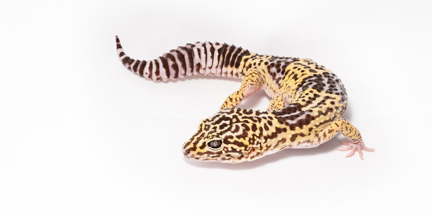 A reptile called an Iranian gecko with short limbs, a thick striped tail and mottled brown and yellow patterning