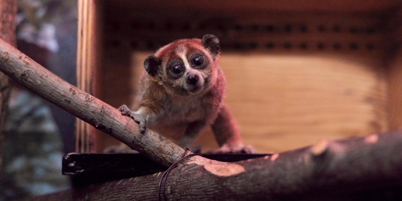 A pygmy slow loris is seen emerging from a wooden open-facing shelter. 