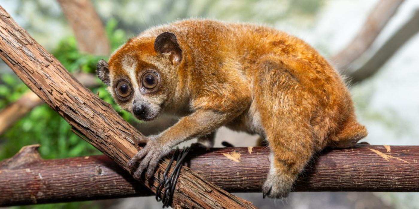 A pygmy slow loris uses its long fingers to cling to a branch.