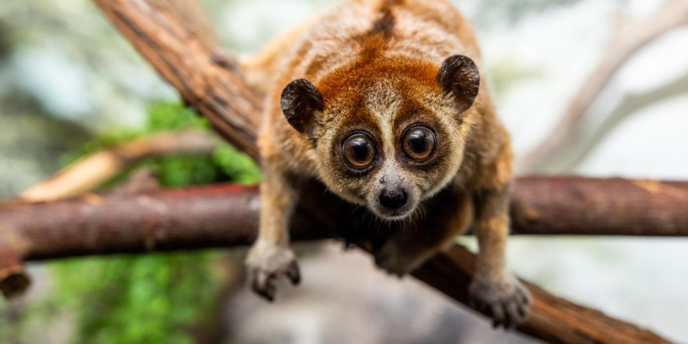 Pygmy slow loris Smithsonian s National Zoo and Conservation