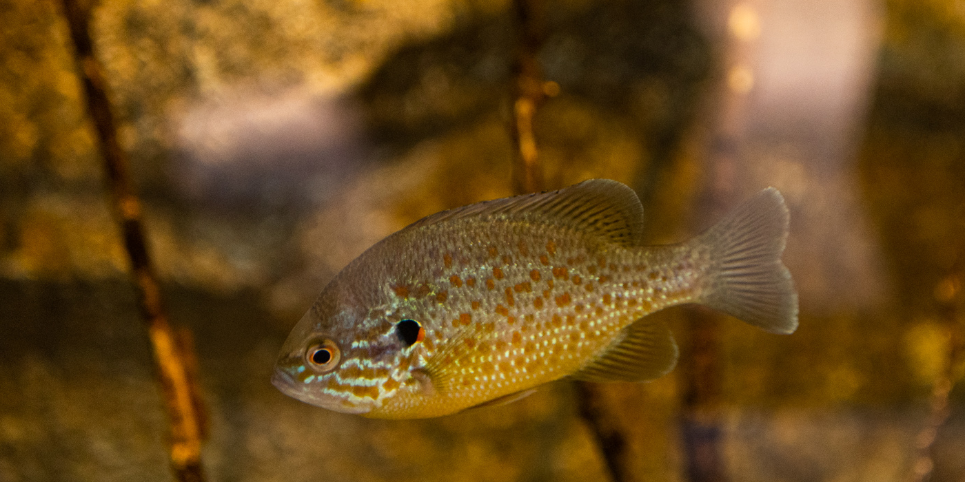 Pumpkinseed  Smithsonian's National Zoo and Conservation Biology Institute