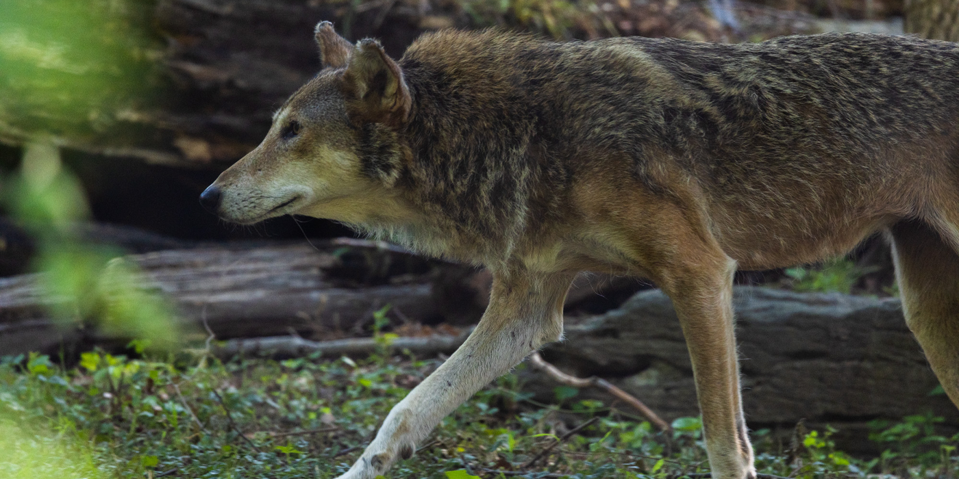 A red wolf paces through its forested outdoor habitat at the Zoo.