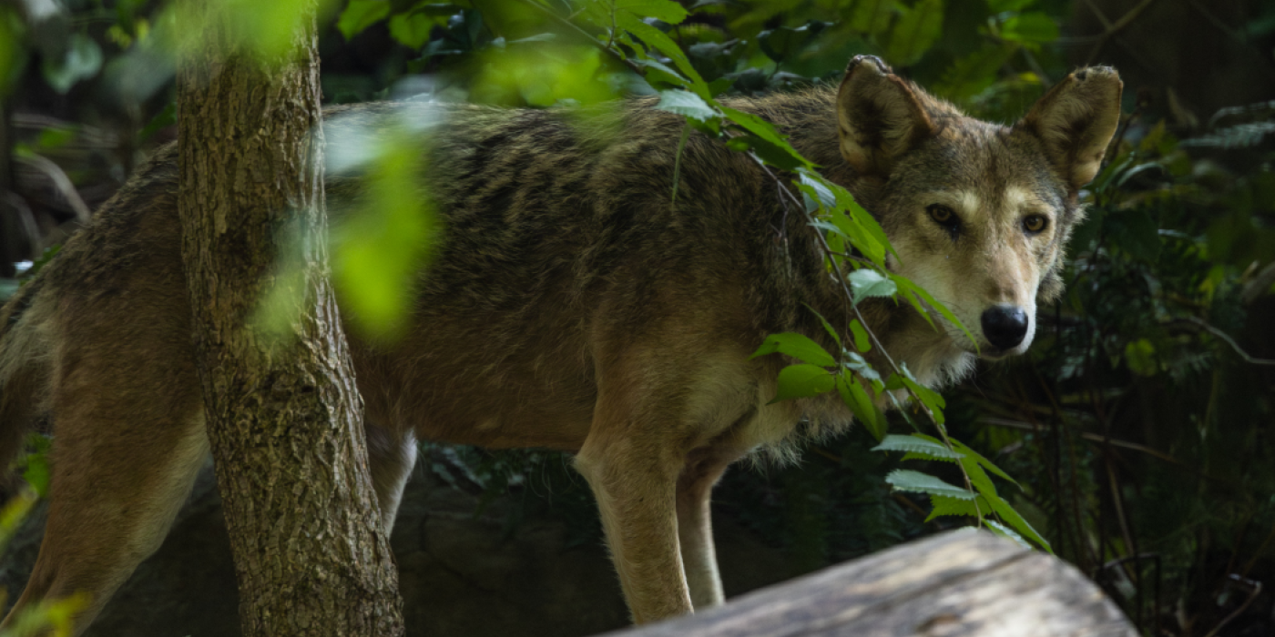 A red wolf pokes its head and torso out from behind a fallen log in its Zoo habitat.