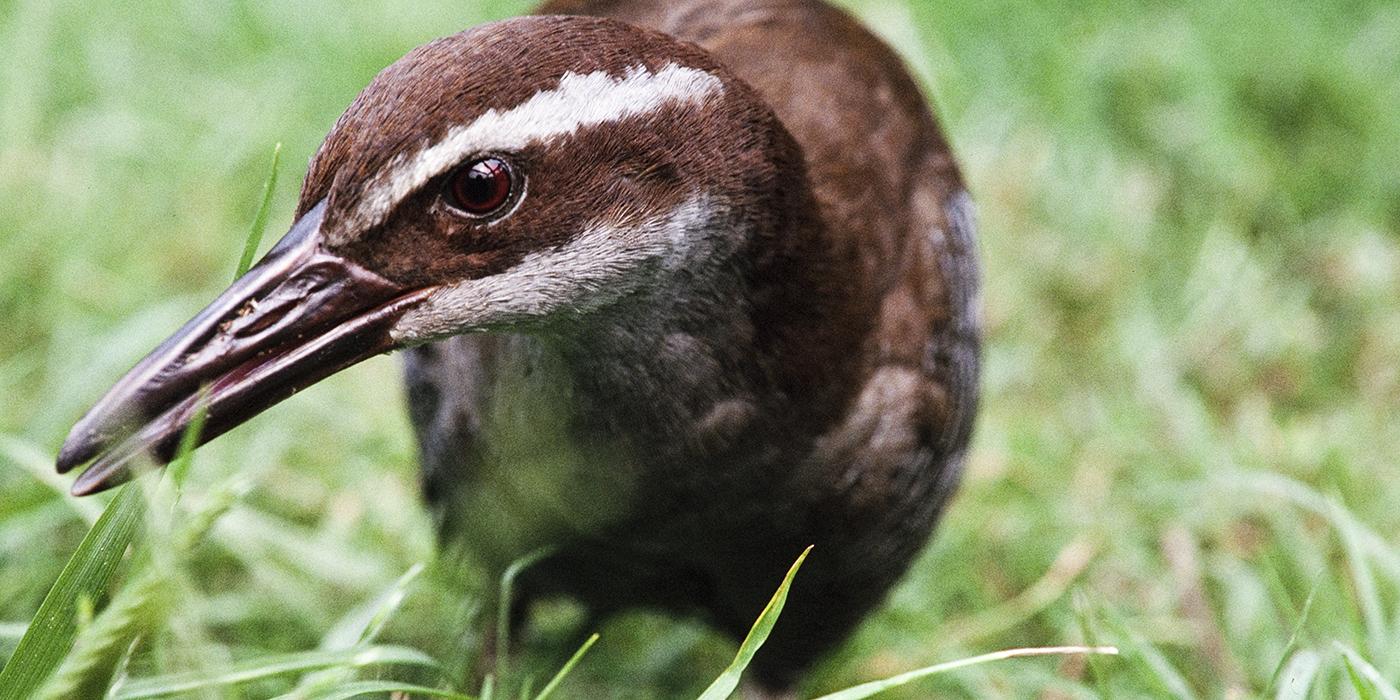 A close-up photo of a Guam rail bird in the grass