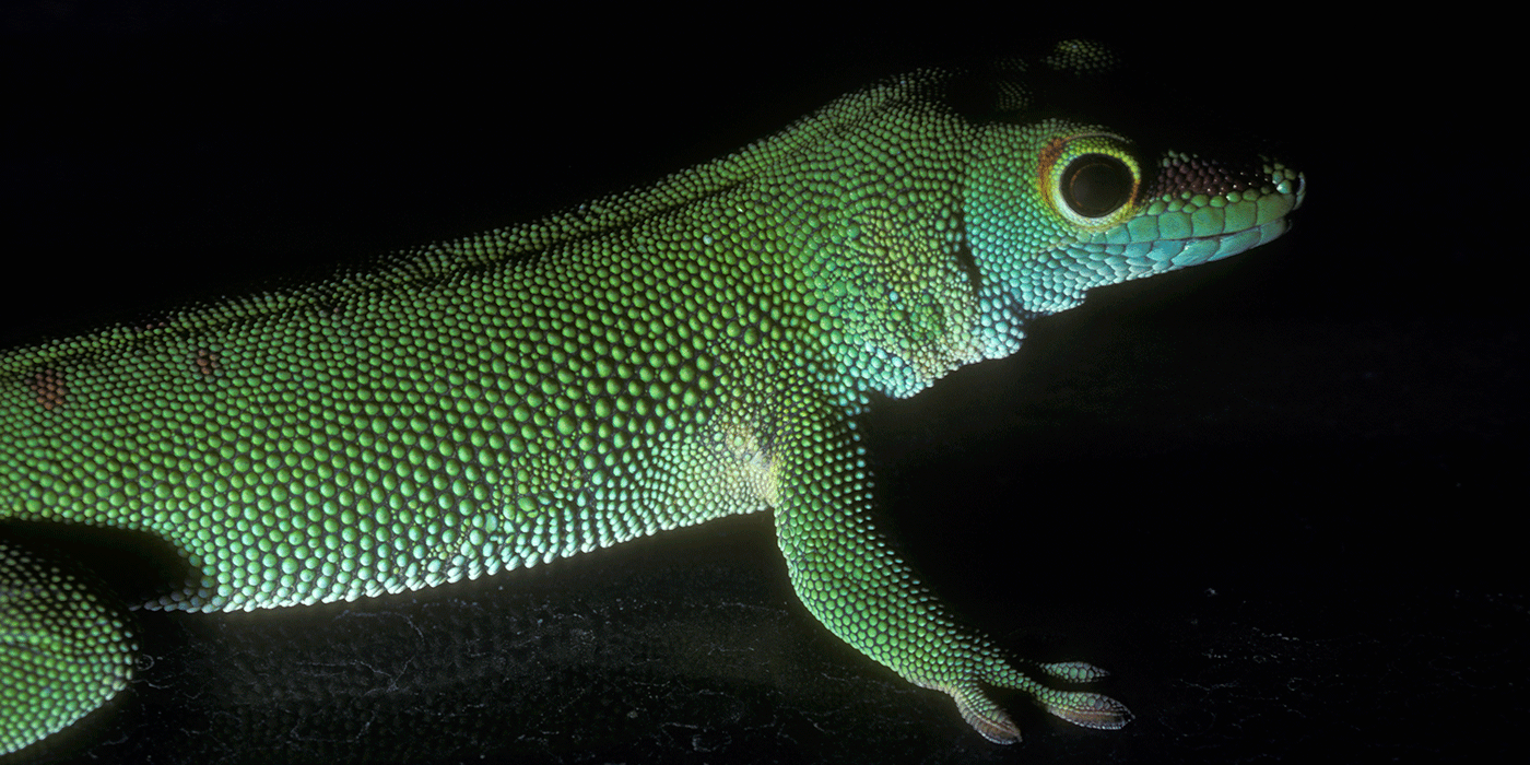 A large, bright green lizard (called a Madgascar giant day gecko) with large eyes and long toes