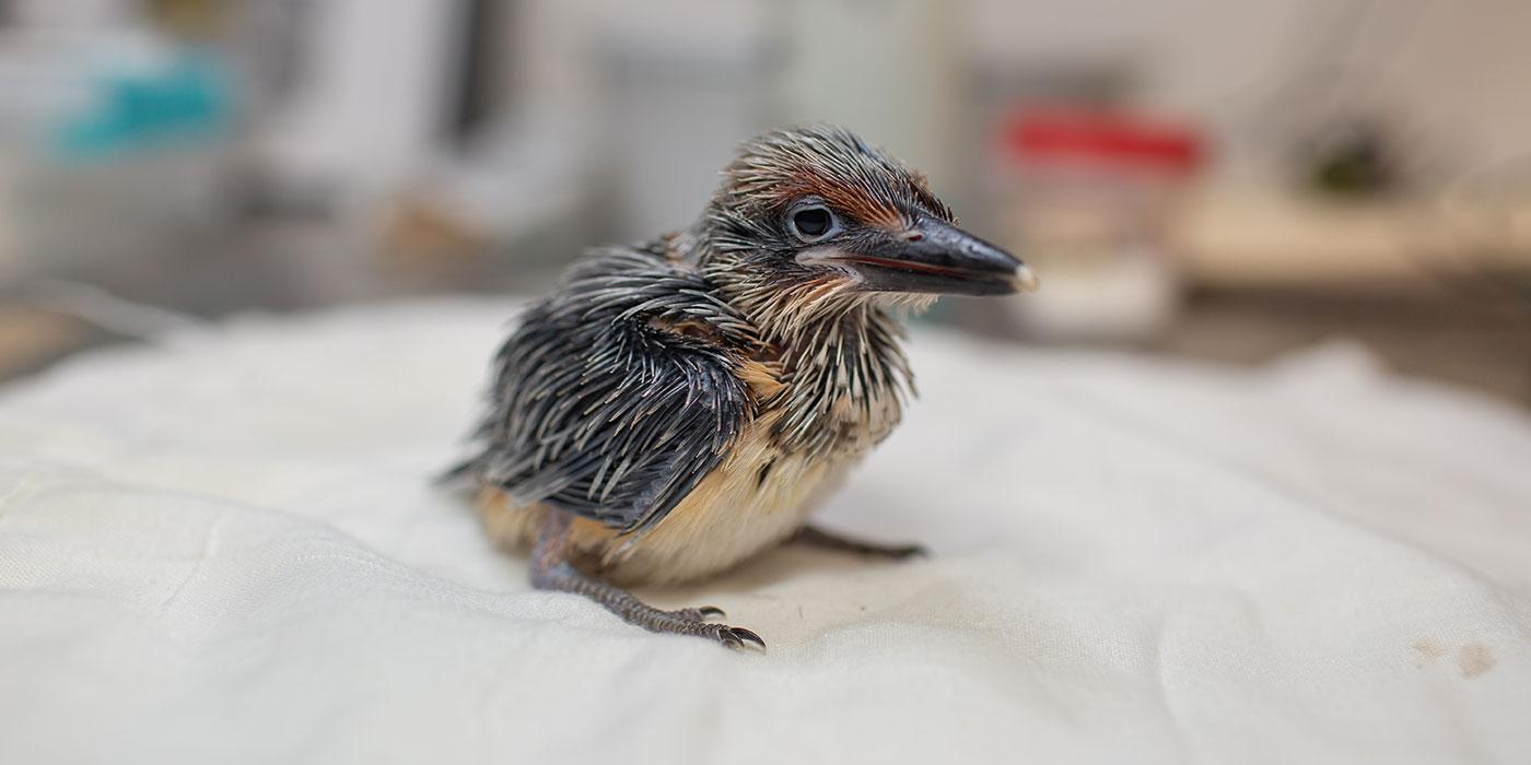 A small chick, called a Guam kingfisher, with gray-black wiry feathers, a light-yellow belly and a black beak