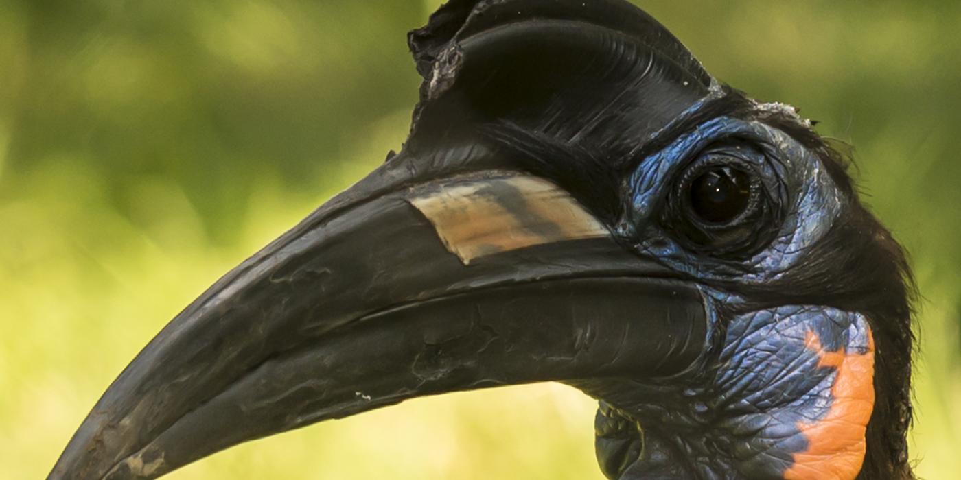 A close-up of a large bird, called an Abyssinian ground hornbill, with dark feathers and orange-blue coloring around its face, large, dark eyes, and a long, dark-gray, down-curved bill with a casque (or helmet-like structure)
