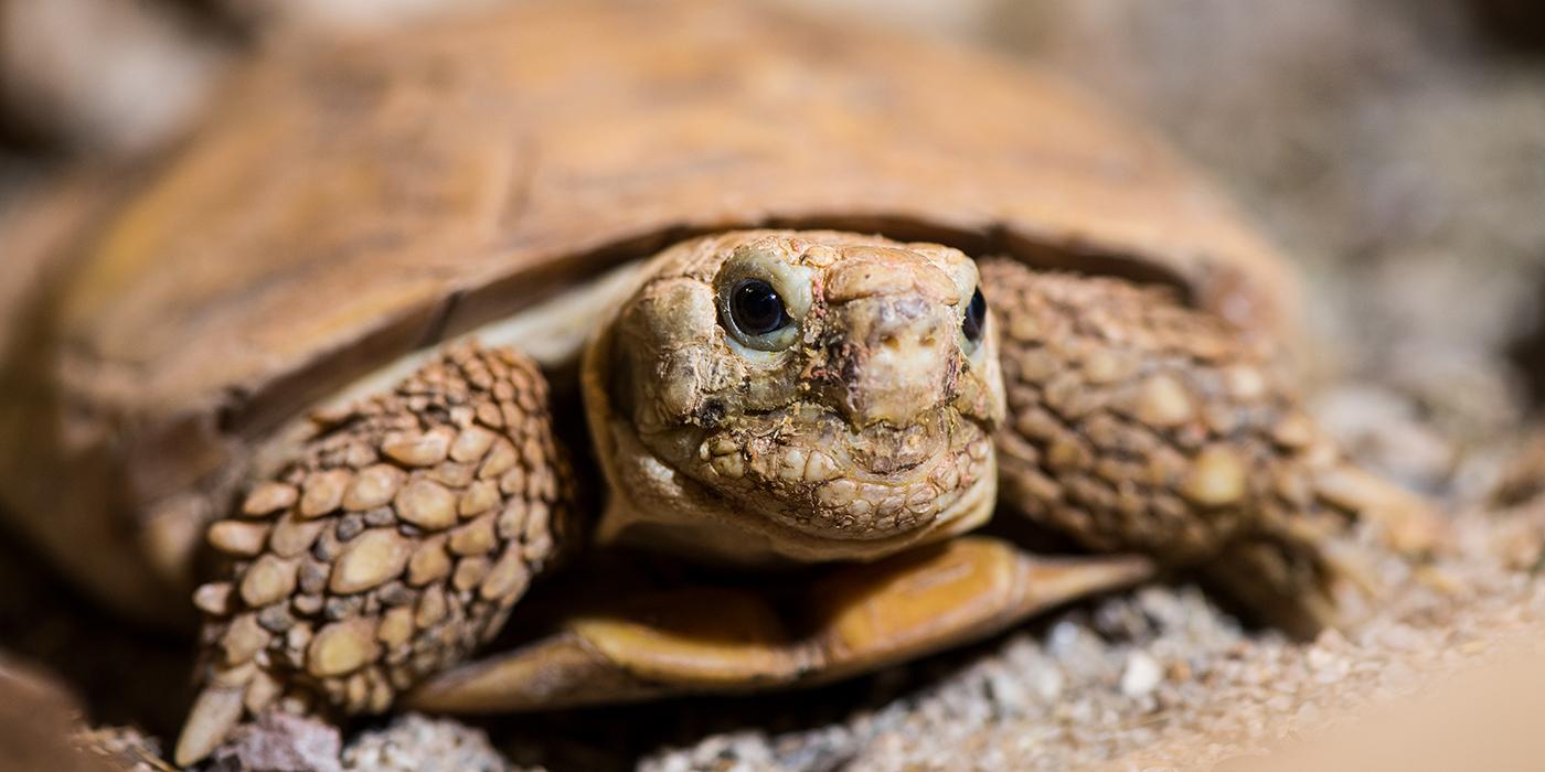 An African pancake tortoise with a flat shell, thick-scaled limbs and a small head