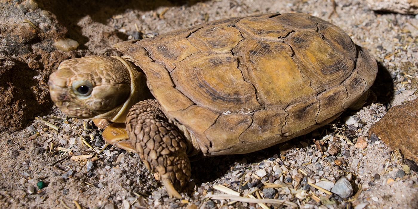 An African pancake tortoise with a flat shell, scaled limbs and a small head rests on sand and gravel