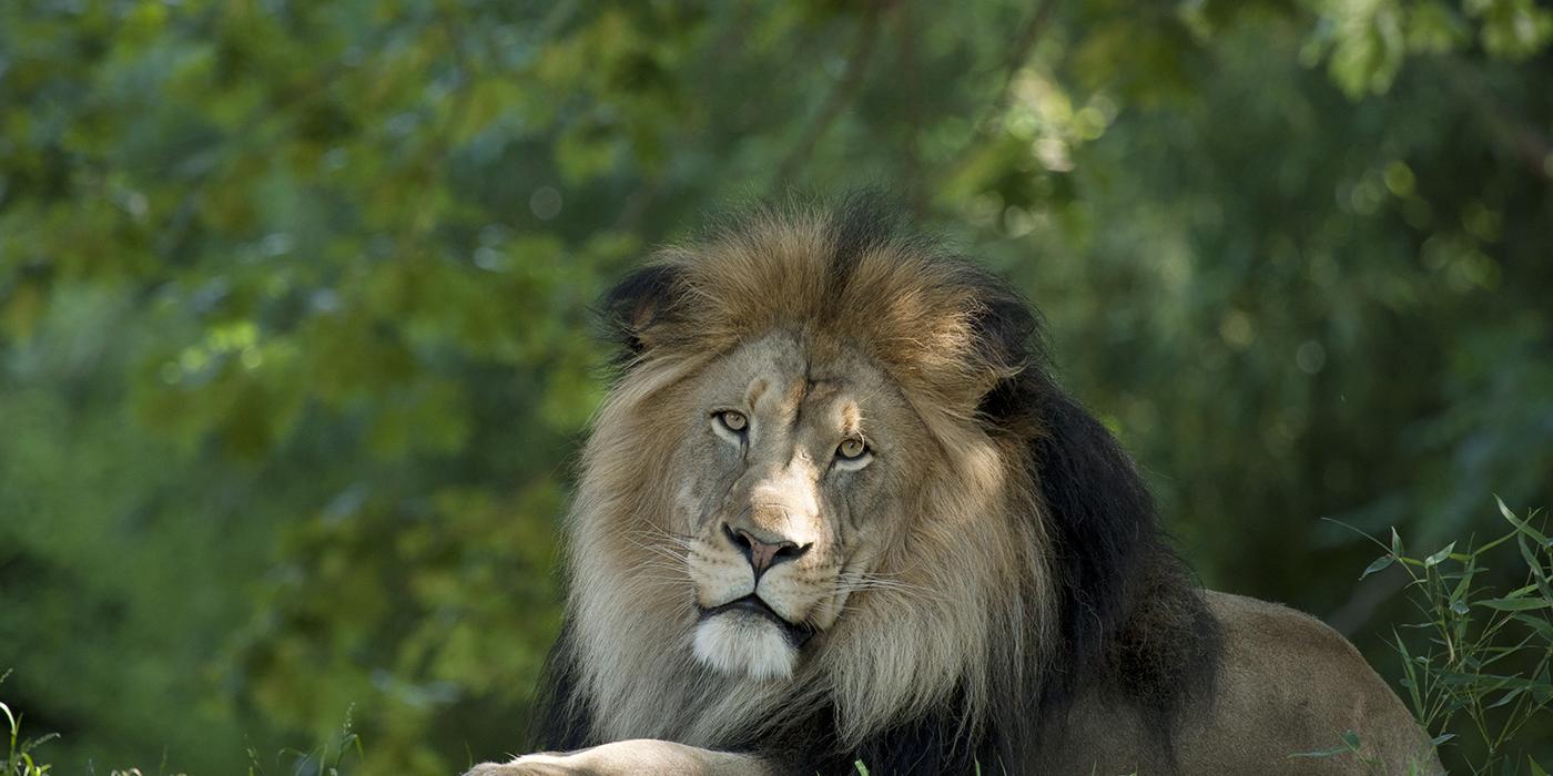 A male African lion named Luke at the Smithsonian's National Zoo in 2011. A male African lion laying on the ground with greenery in the background