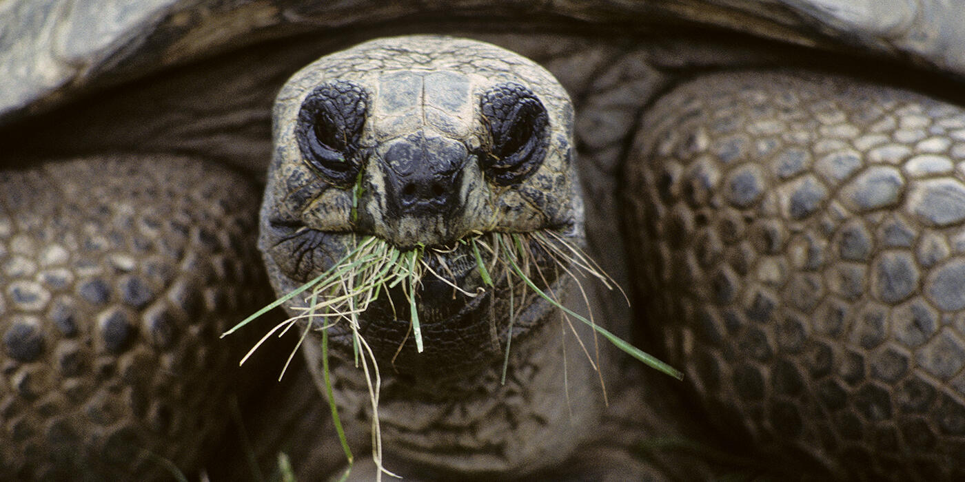 aldabra tortoise eating grass