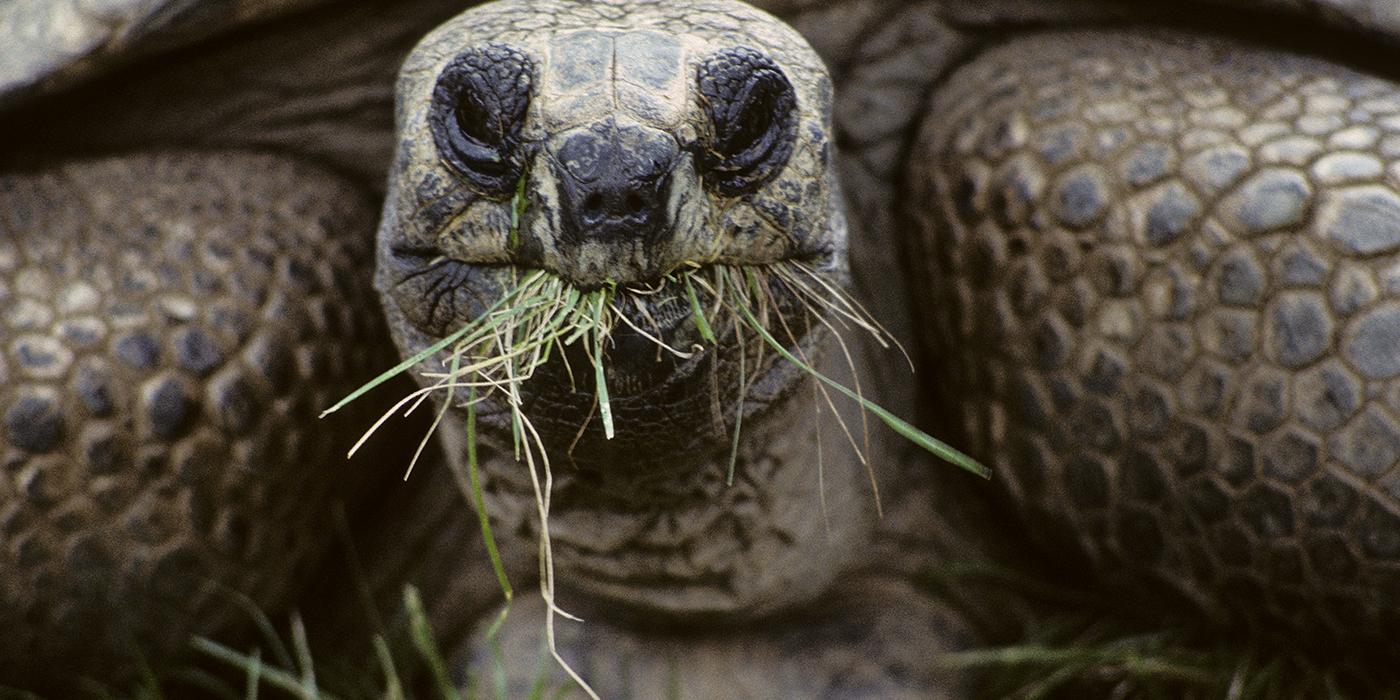 aldabra tortoise eating grass