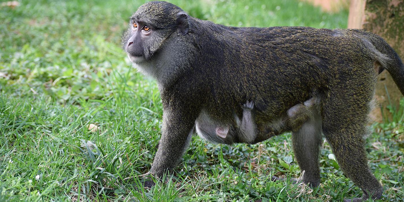 Allen's Swamp Monkey in the grass