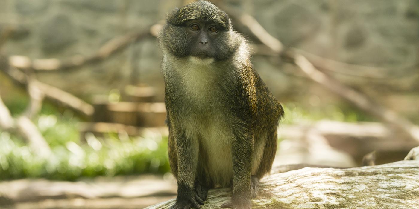 Allen's swamp monkey  Smithsonian's National Zoo and Conservation Biology  Institute