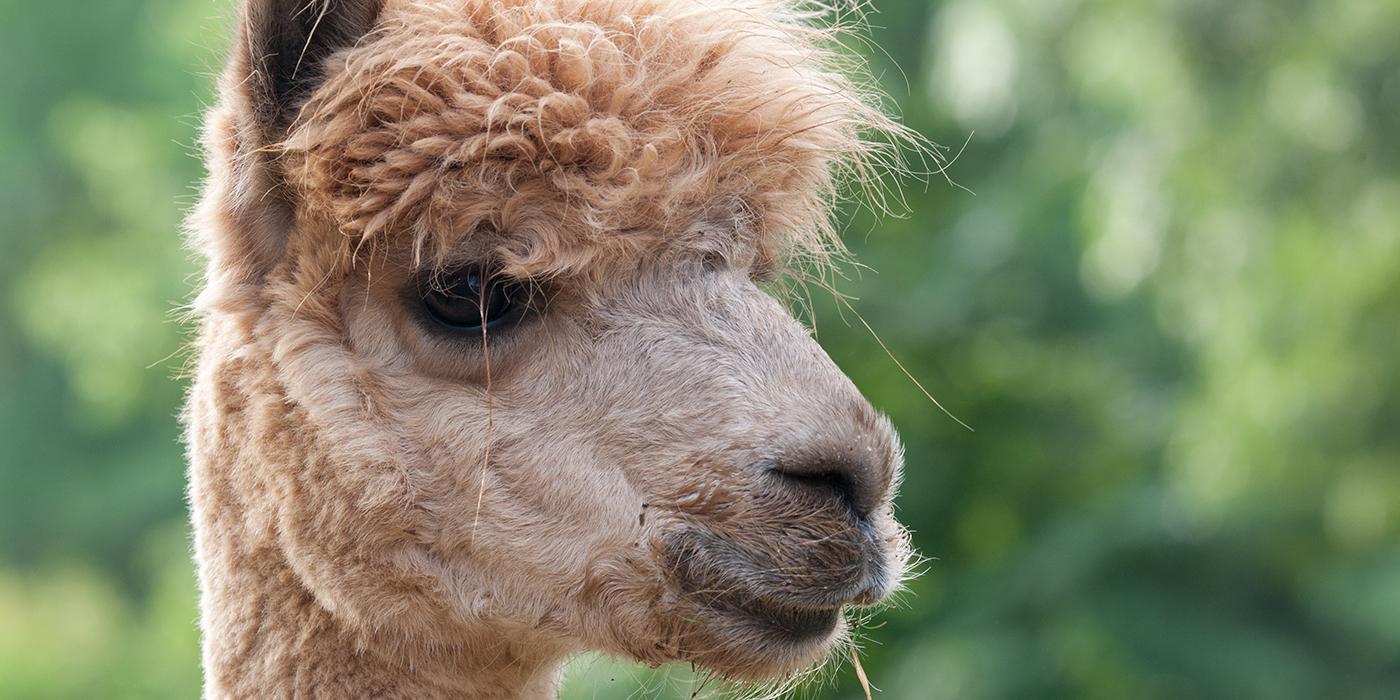 Alpaca Smithsonian s National Zoo and Conservation Biology Institute