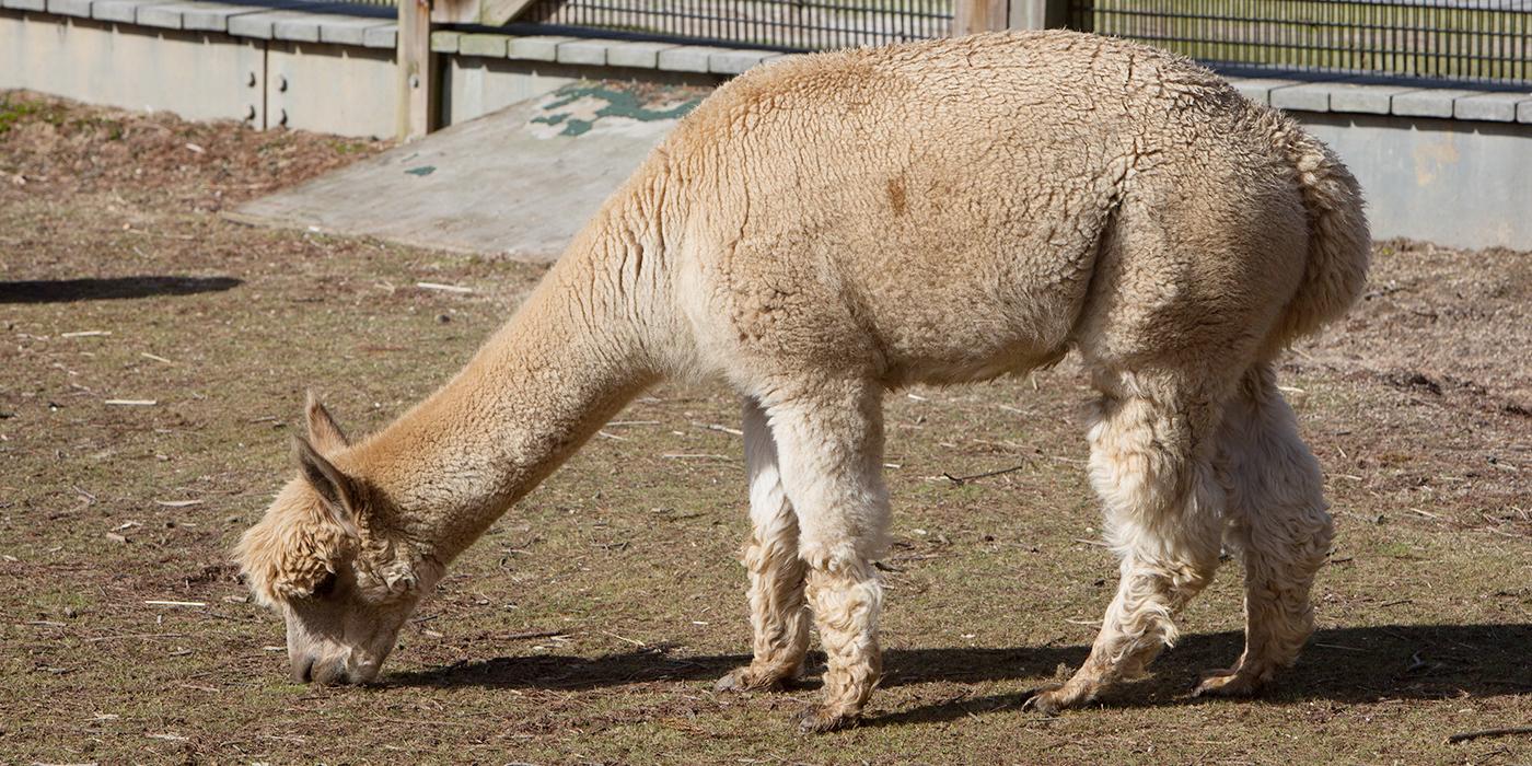 An alpaca with off-white fur