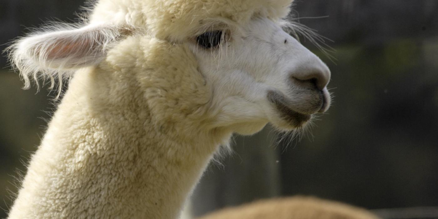 Alpaca | Smithsonian's National Zoo and Conservation Biology Institute