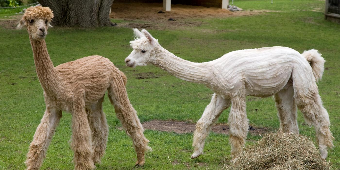 Alpaca Smithsonian s National Zoo and Conservation Biology Institute