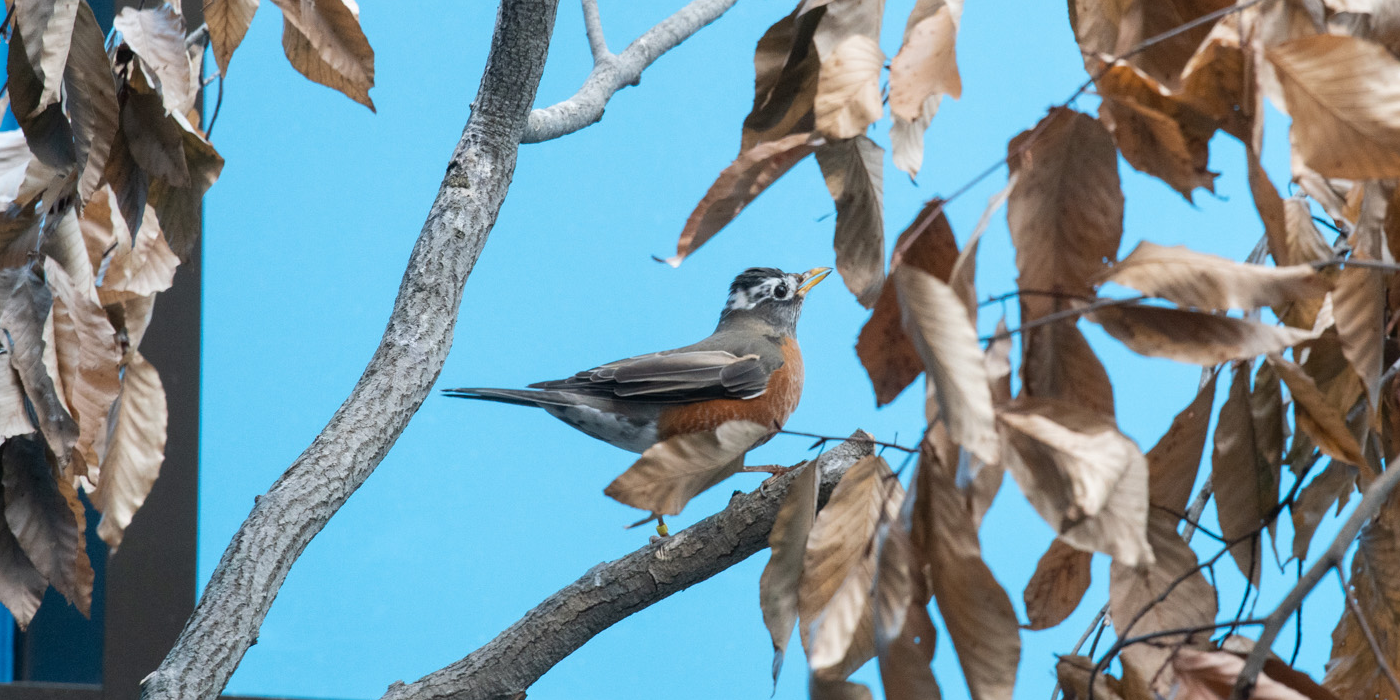 American robin  Smithsonian's National Zoo and Conservation