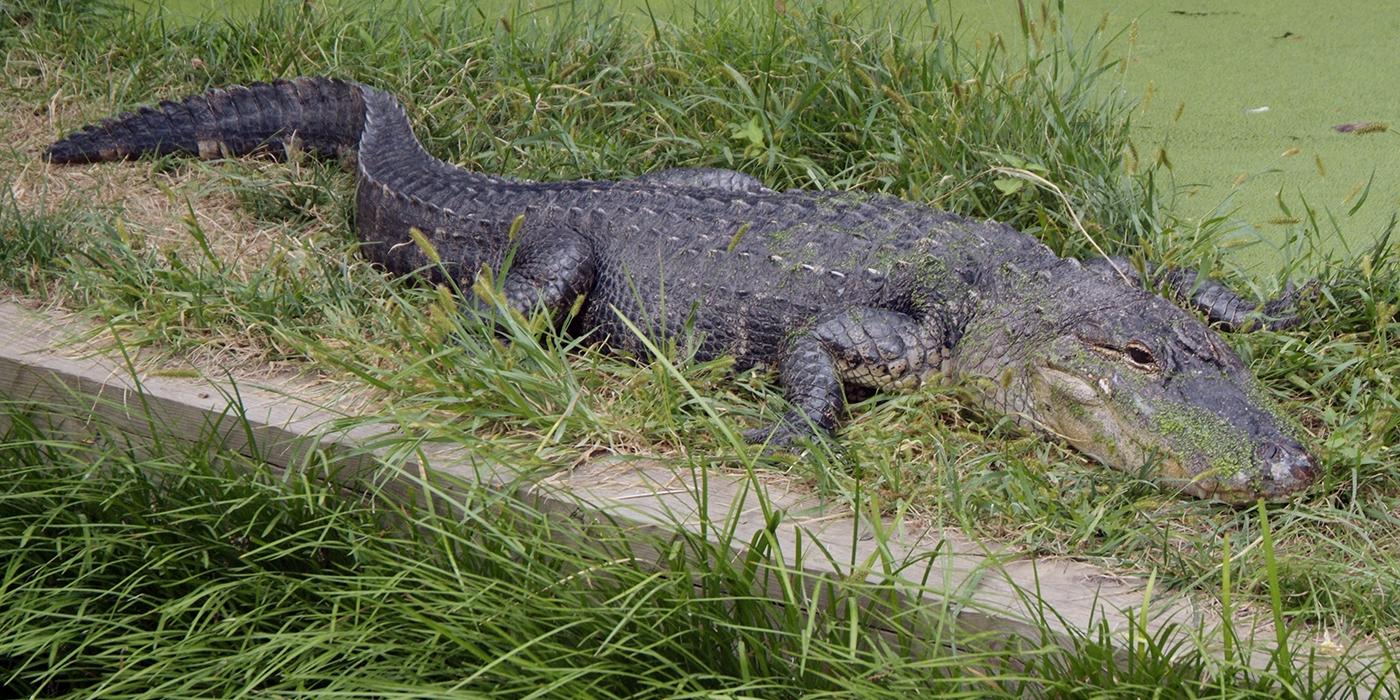 American Alligator in the grass